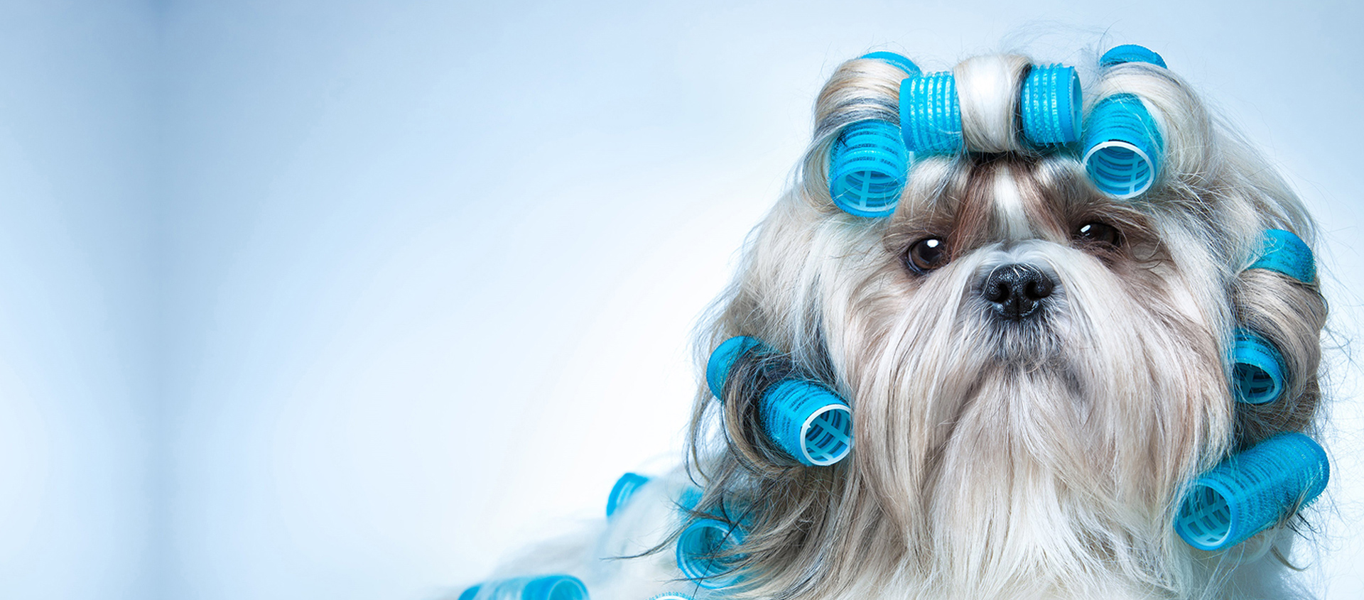Cloud Canine Salon - Dog Grooming in 